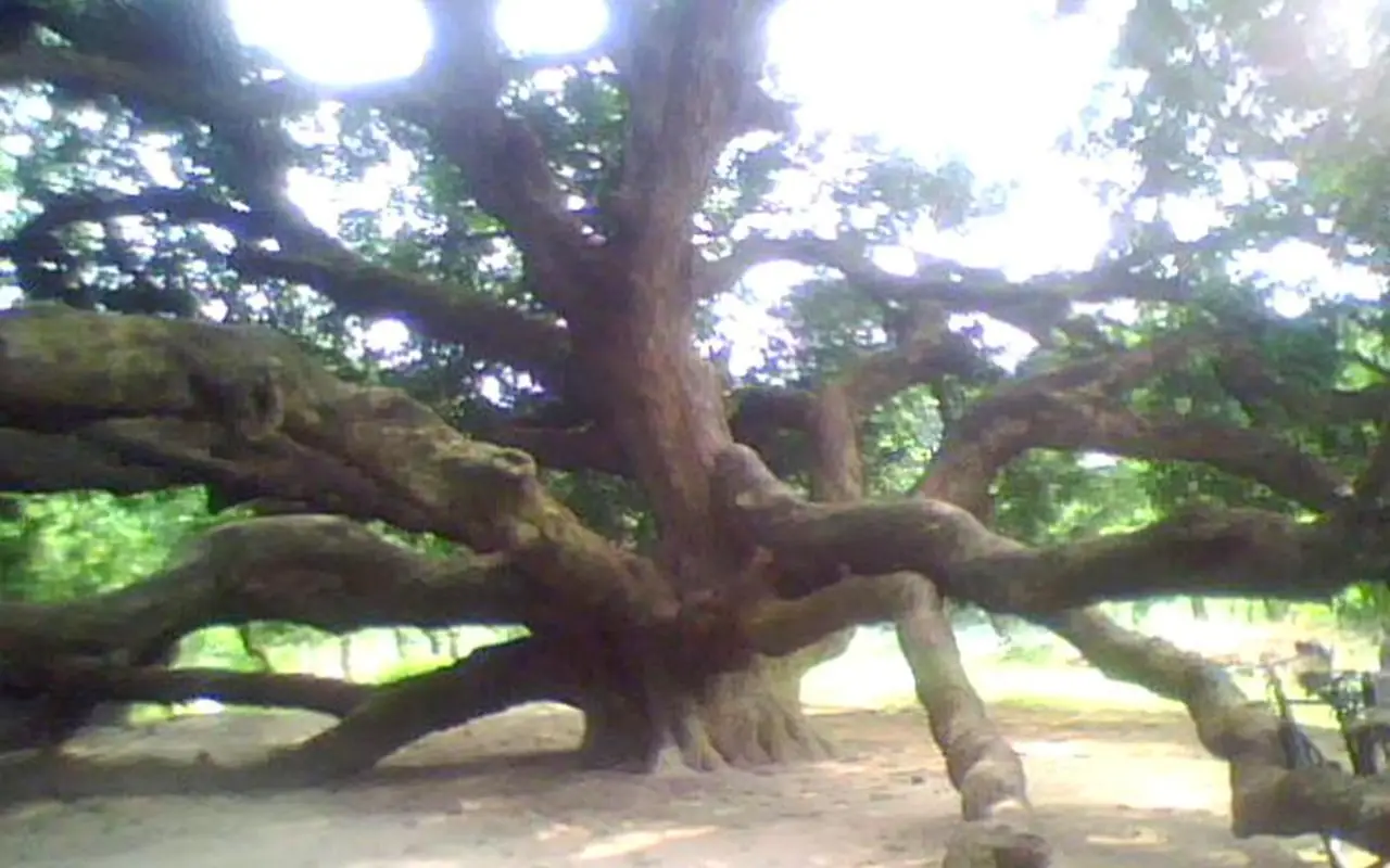 বালিয়াডাঙ্গীর সূর্যপুরী আমগাছ, ঠাকুরগাঁও