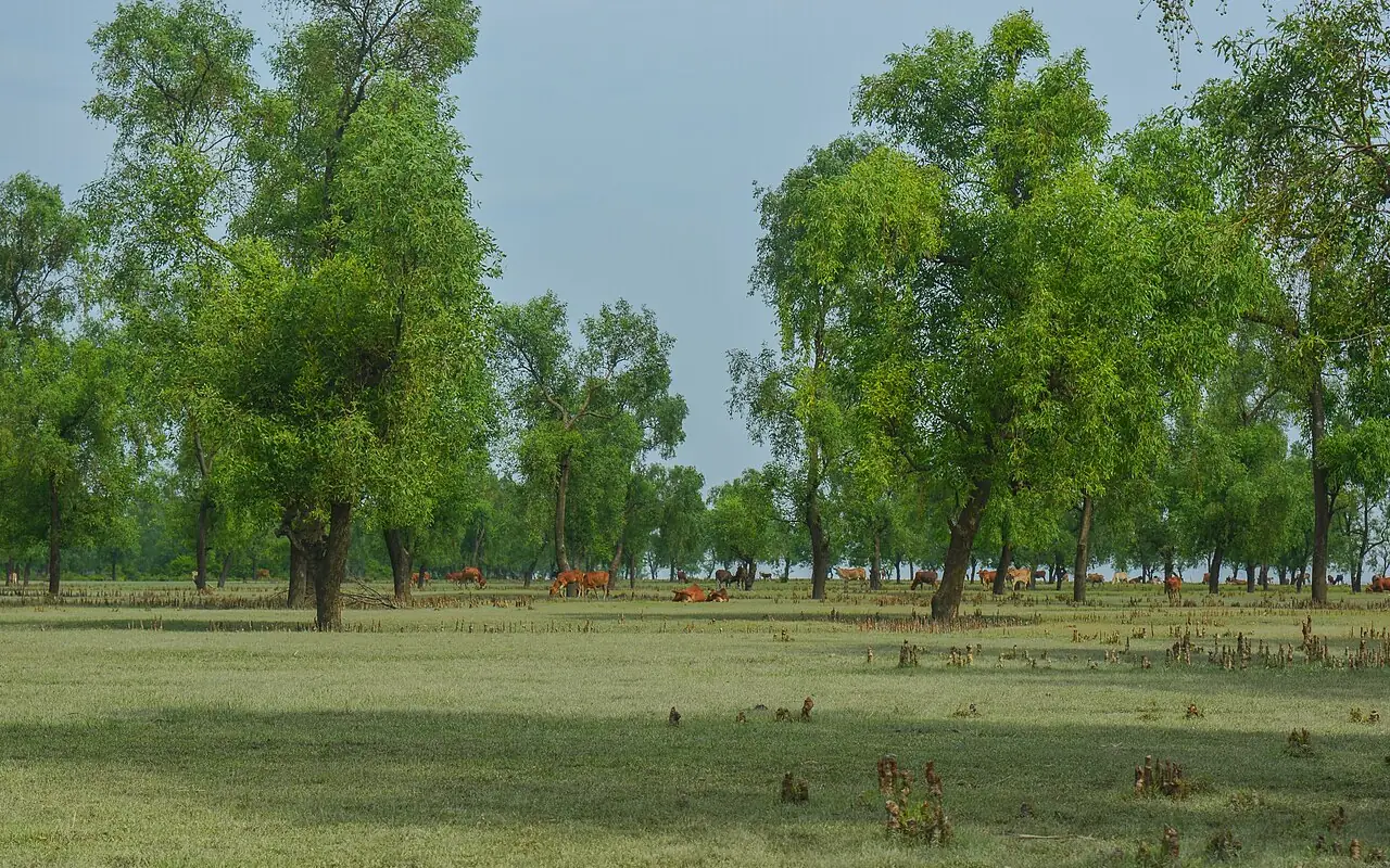 গুলিয়াখালী সমুদ্রসৈকত, চট্টগ্রাম