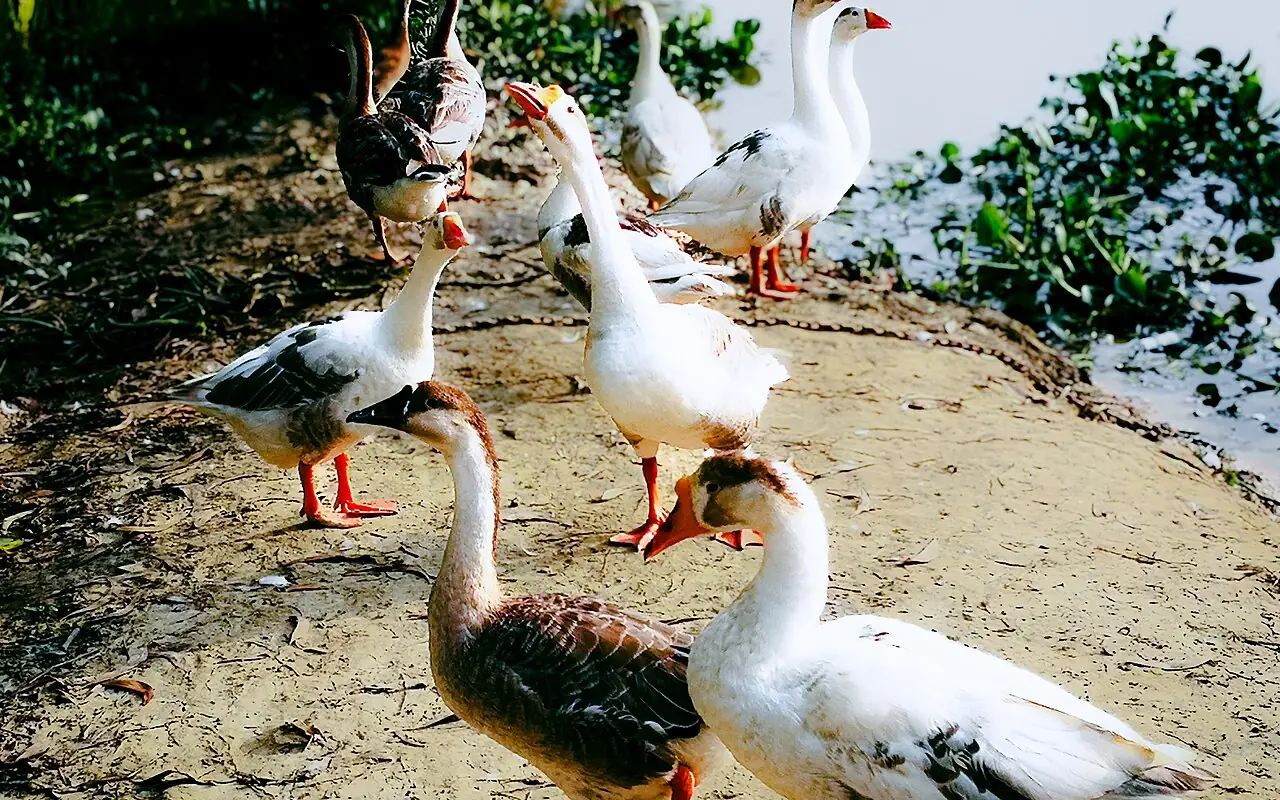হাকালুকি হাওর, মৌলভীবাজার