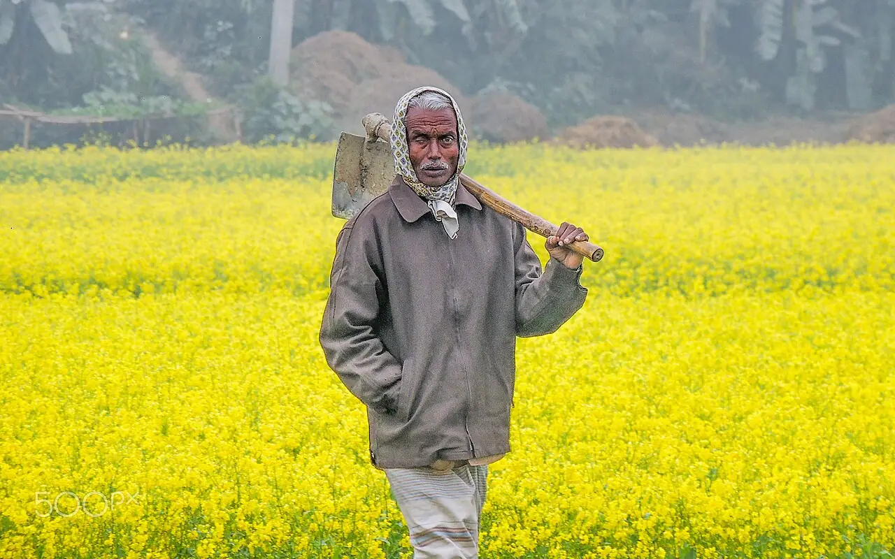 ঝিটকার সরিষা খেত, মানিকগঞ্জ
