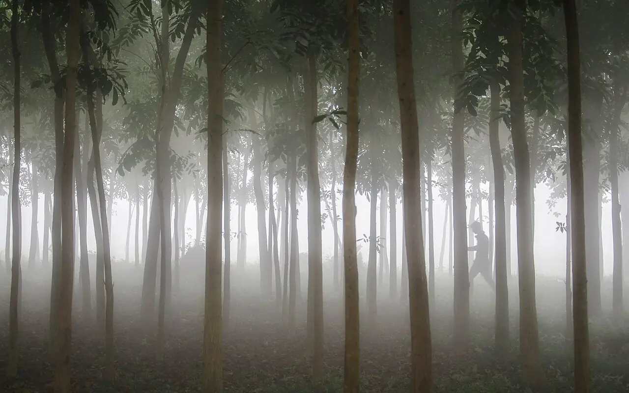 লাউয়াছড়া জাতীয় উদ্যান, মৌলভীবাজার