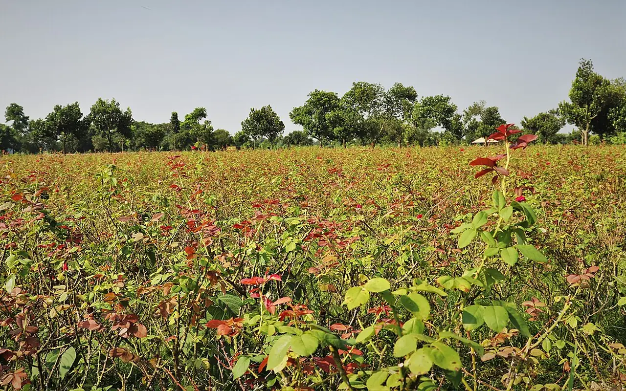 Sadullapur Rose Village, Dhaka