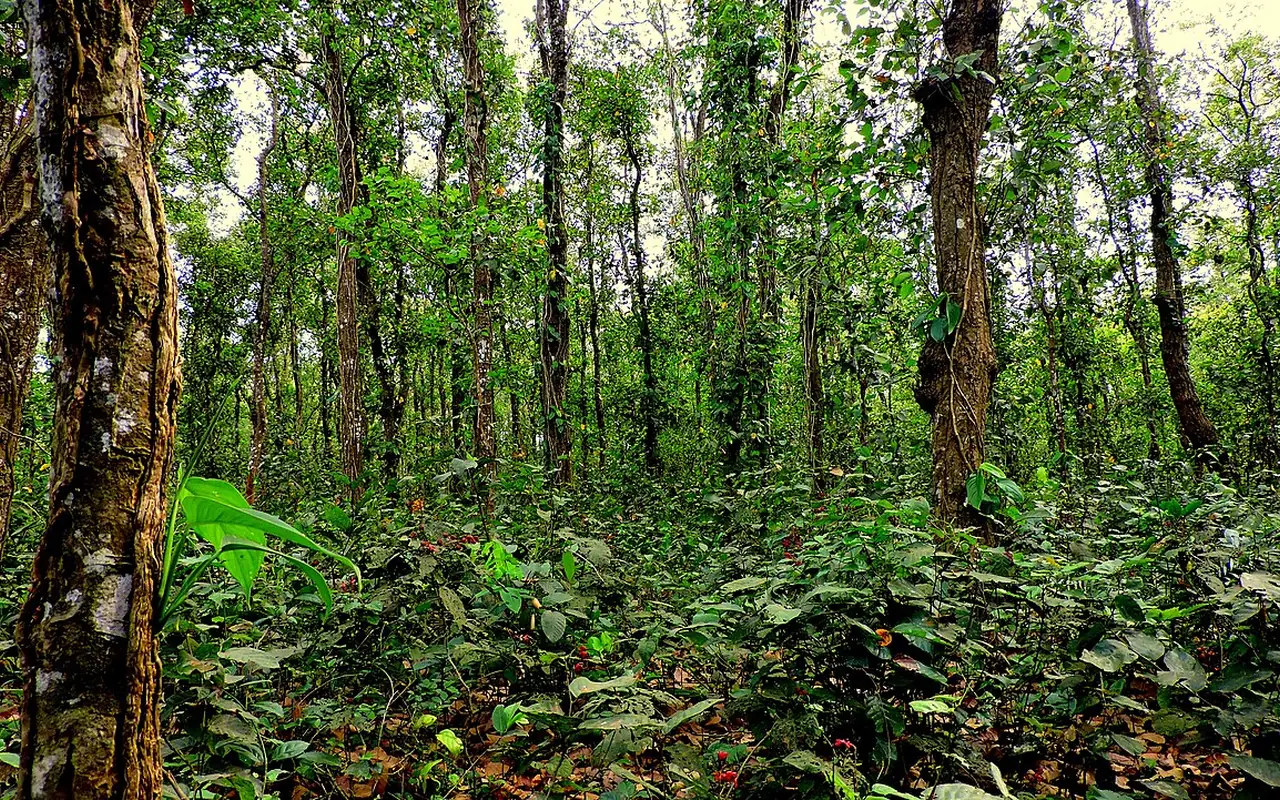 সিংড়া জাতীয় উদ্যান, দিনাজপুর