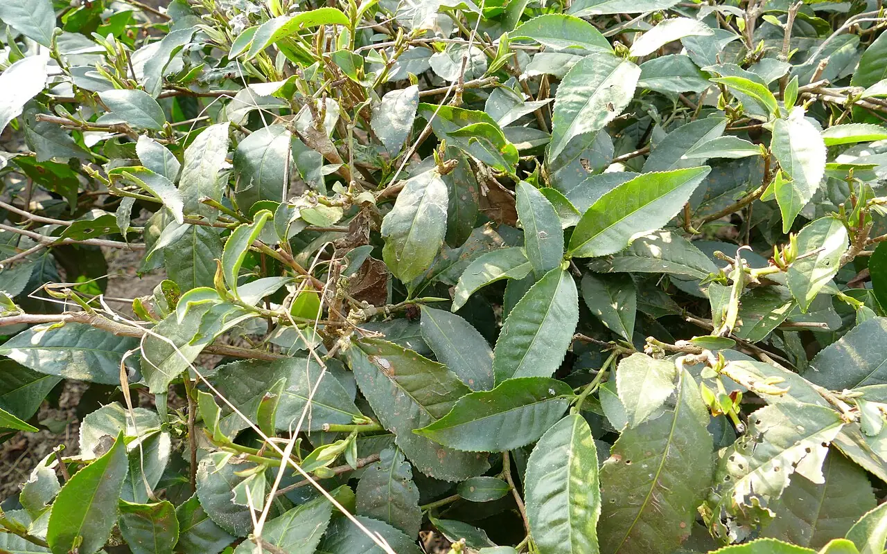 শ্রীমঙ্গলের চা-বাগান, মৌলভীবাজার